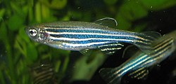 DANIO