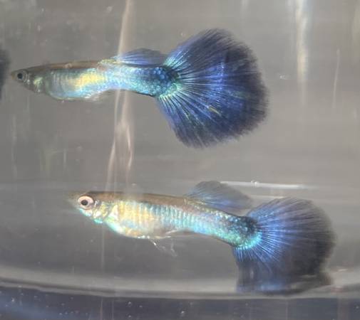 Blue Diamond guppy Pair