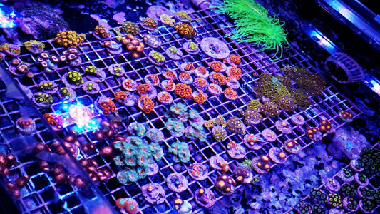 25 Pack Cultured Frags
