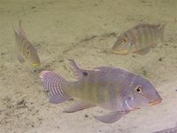 Retroculus xinguensis (Xingu Retroculus)