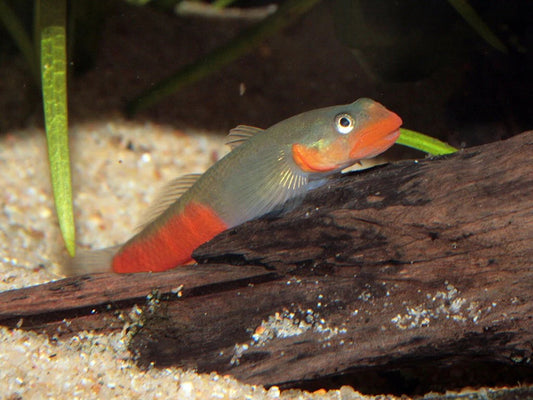 Red Lipstick Goby Sicyopus rubicundus