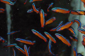 Neon Dottyback (Pseudochromis aldabraensis)