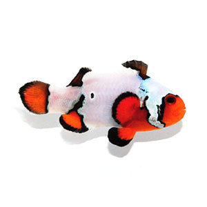 Black Ice clownfish (Amphiprion ocellaris)