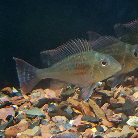 Geophagus sveni 'Rio Parana'