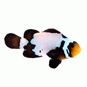 Blacker Ice Extreme clownfish (Amphiprion ocellaris)