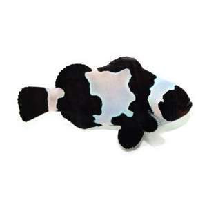 Black Snowflake clownfish (Amphiprion ocellaris)