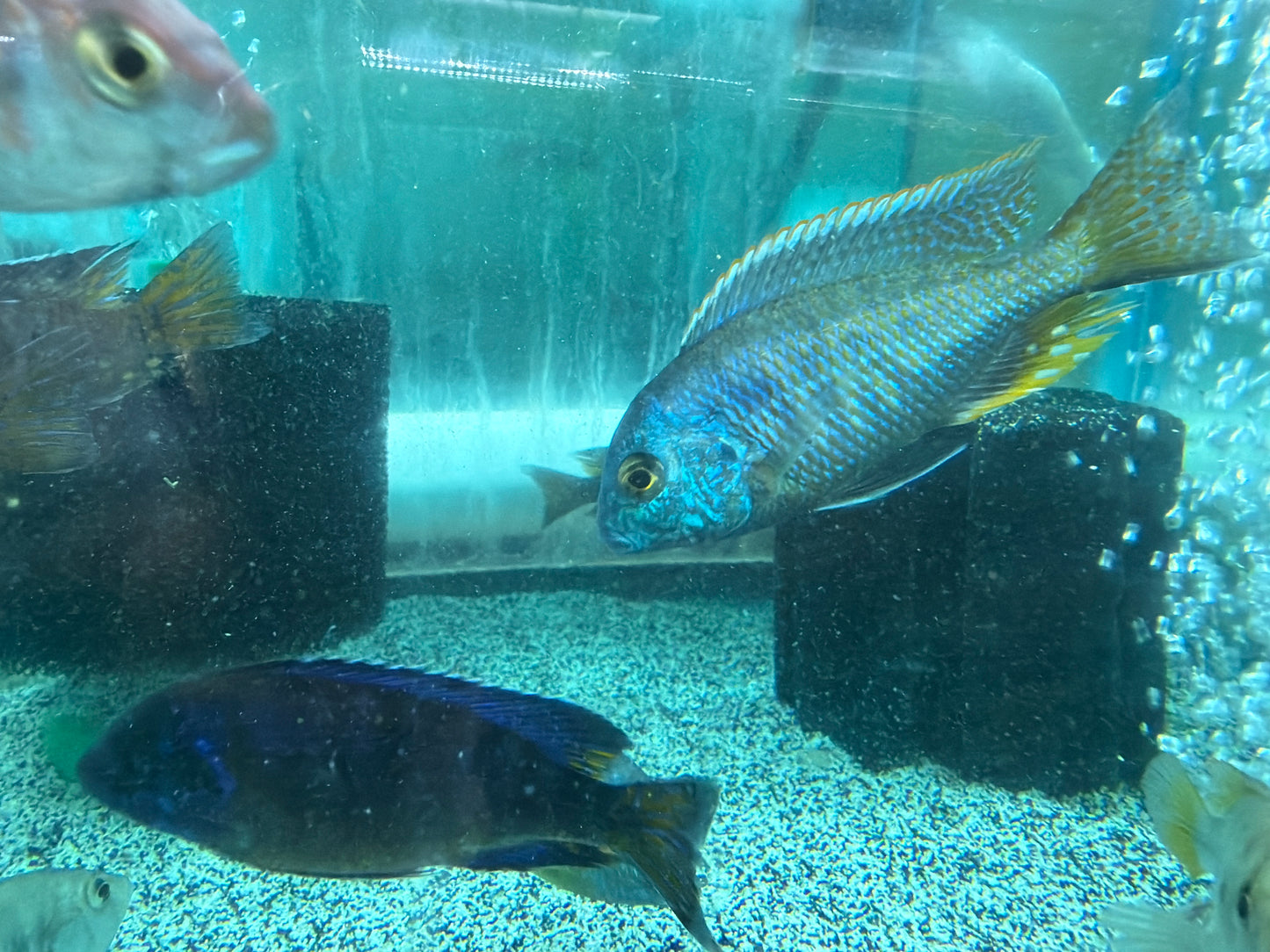 Chilotilapia Rhoadesii
