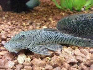 Rubber Pleco (Chaetostoma cf. formosae)