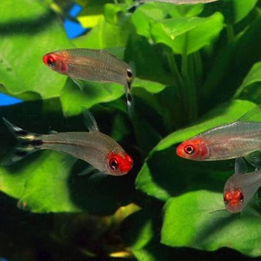 Rummynose Tetra (Petitella rhodostomus)