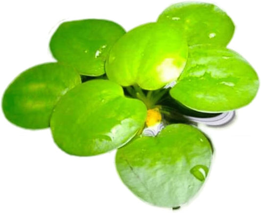 12+ Amazon Frogbit (Limnobium Laevigatum), Live Aquarium/Aquatic Floating Plant