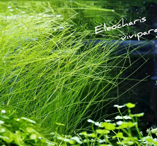 (6 Bundle) Giant Hairgrass | Eleocharis Vivipara Package Freshwater Live Aquarium Plants Background Fish Tank Decoration