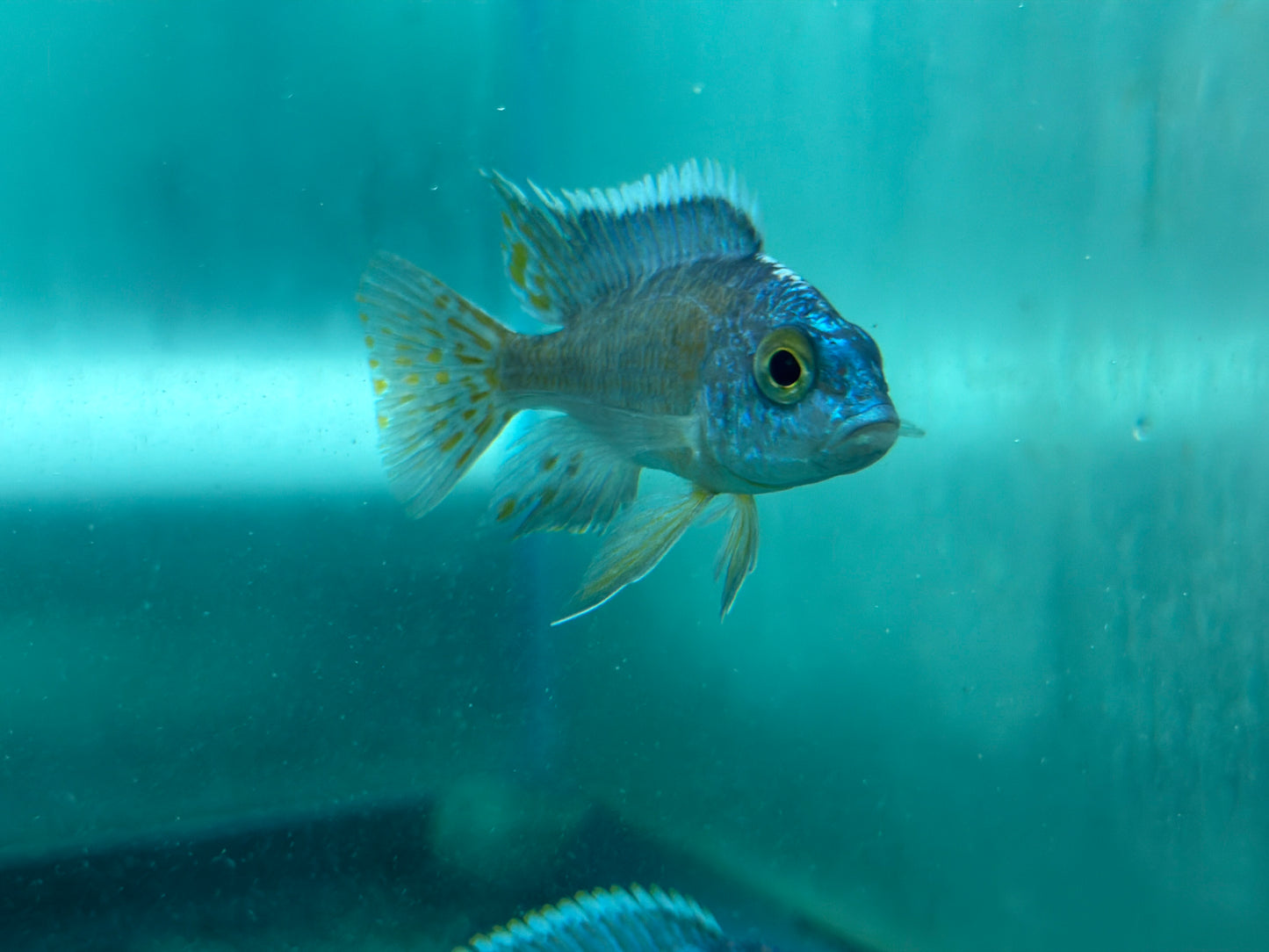 Turkis Peacock (Aulonocara sp. "Turkis")
