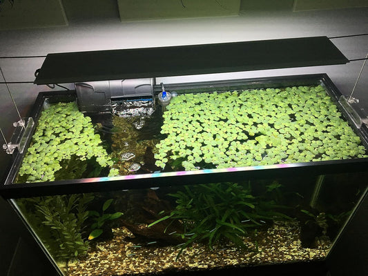 30+ Red Root Floater, Live Aquarium Plants