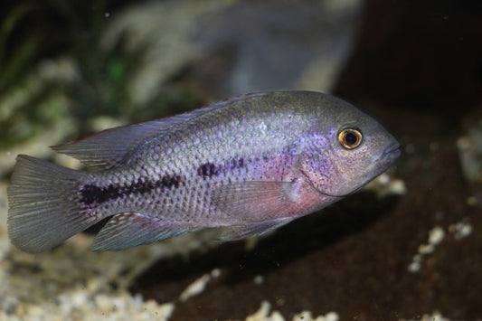 Paratheraps breidohri (Angostura Cichlid)
