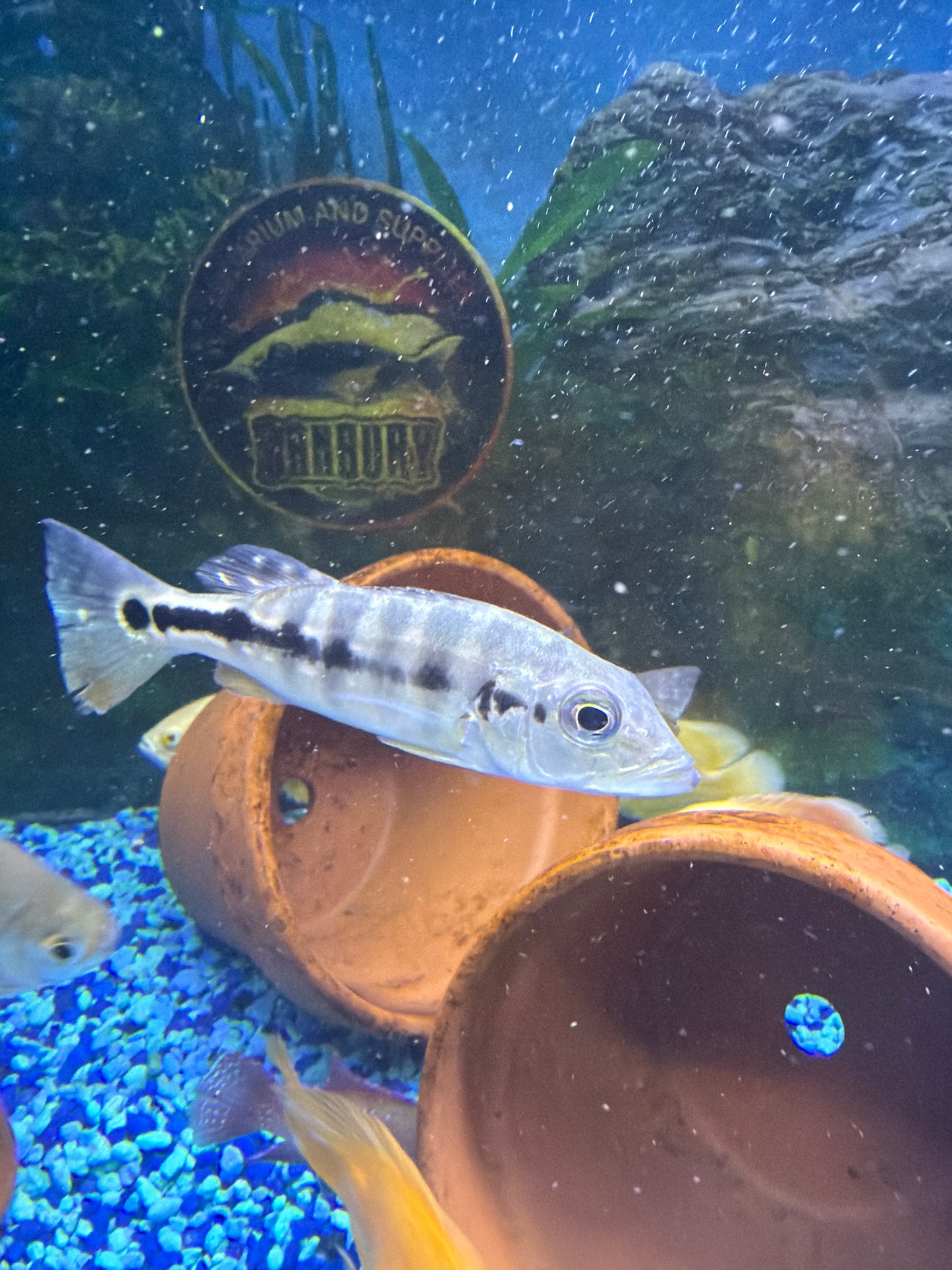 AZUL PEACOCK BASS 5-Stripes Bass (CICHLA PIQUITI)