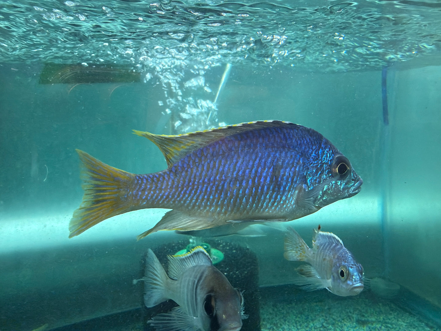 Placidochromis sp.
Jalo Reef Hap