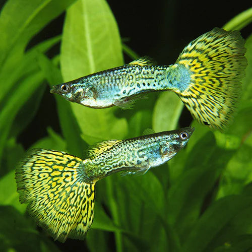 Green Platinum Guppy X 1 PAIR