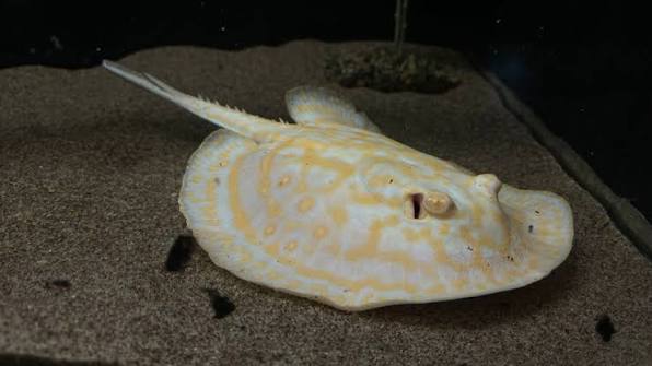 Albino Pearl Stingray (Potamotrygon jabuti)