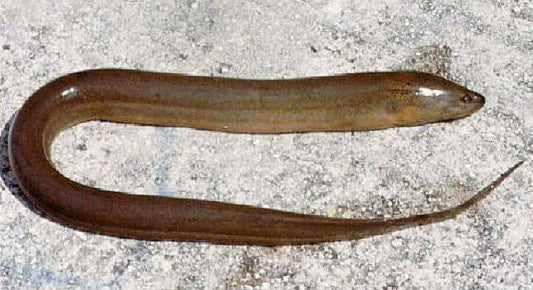 ASIAN SWAMP EEL (MONOPTERUS ALBUS)