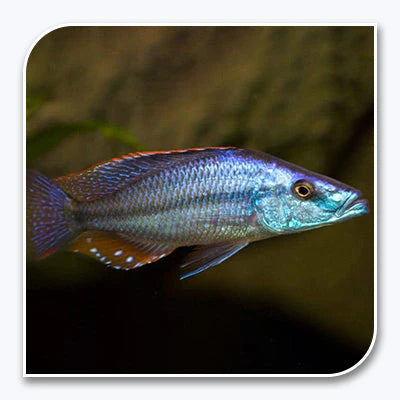 Rock-Dwelling Mbuna Cichlid – Compressiceps East African Cichlid 2"