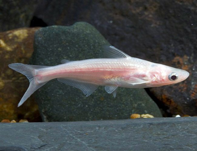 Albino iridescent sharks 4"