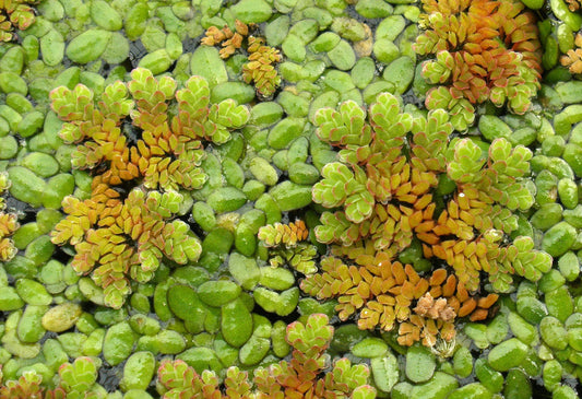 Azolla Caroliniana