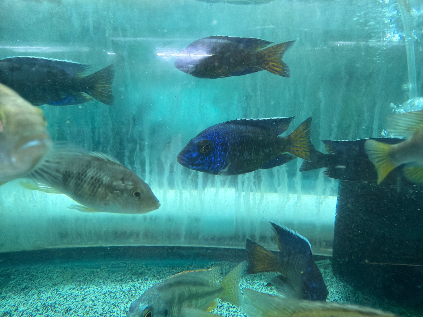 Ngara Flametail Peacock MALE - Aulonocara stuartgranti - Live Fish
