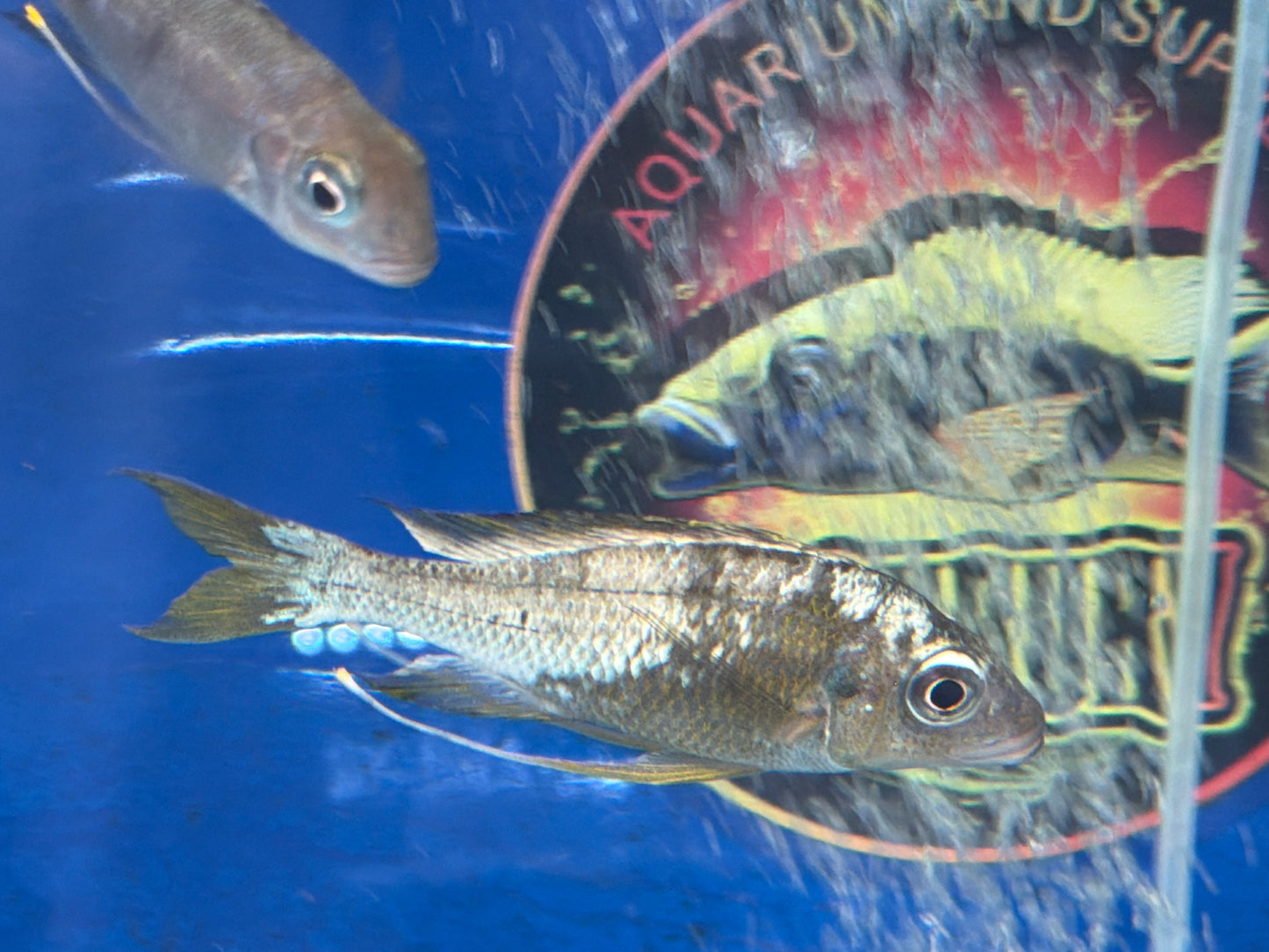 Ophthalmotilapia ventralis Kapampa