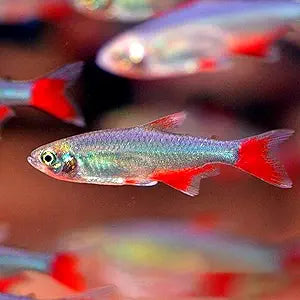 Bloodfin Tetra PACK OF 6