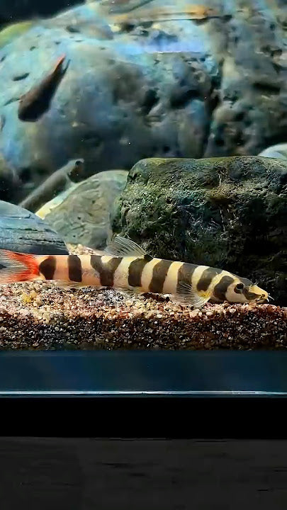 Barito Loach "Kapuasia falaris"