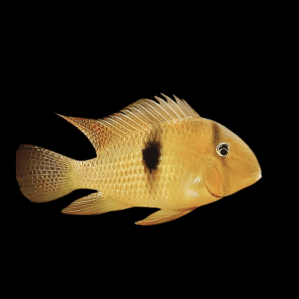Guianacara owroewefi (Blue/Bandit Cichlid)