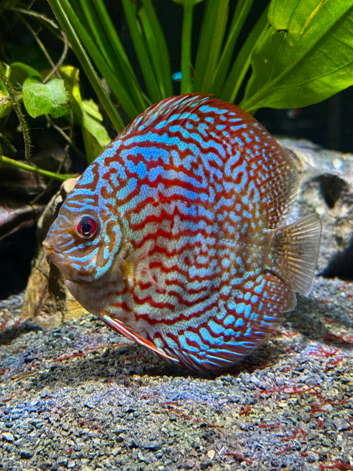 Blue Diamond Discus (Symphysodon discus)