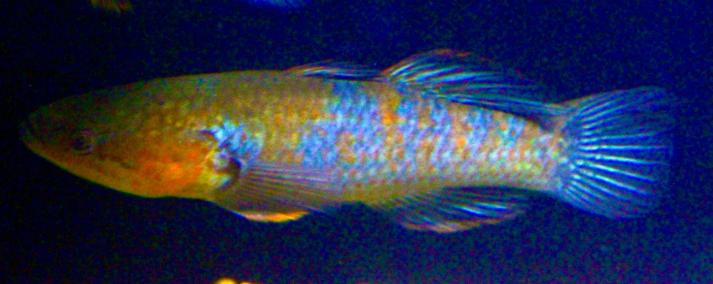 GOBY - GIURUS VIATOR - BLUE ORANGE