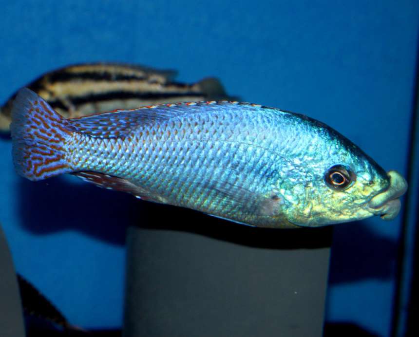 Euchilus "Thick Lips" (Chilotilapia euchilus)
