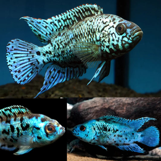 Electric Blue Jack Dempsey (EBJD) SMALL