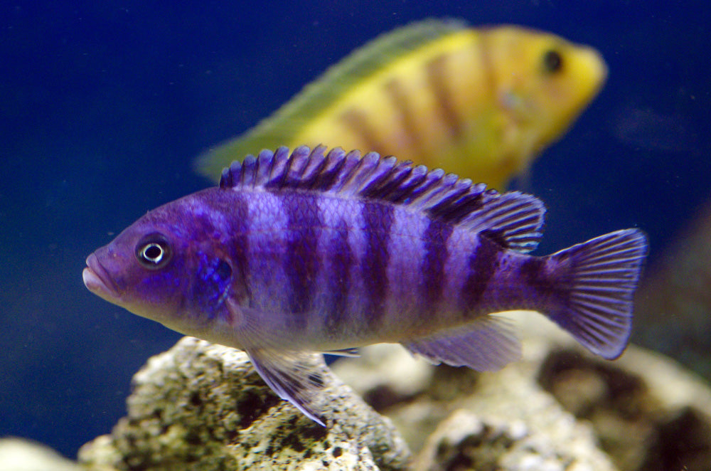 Kenyi Cichlid 2"