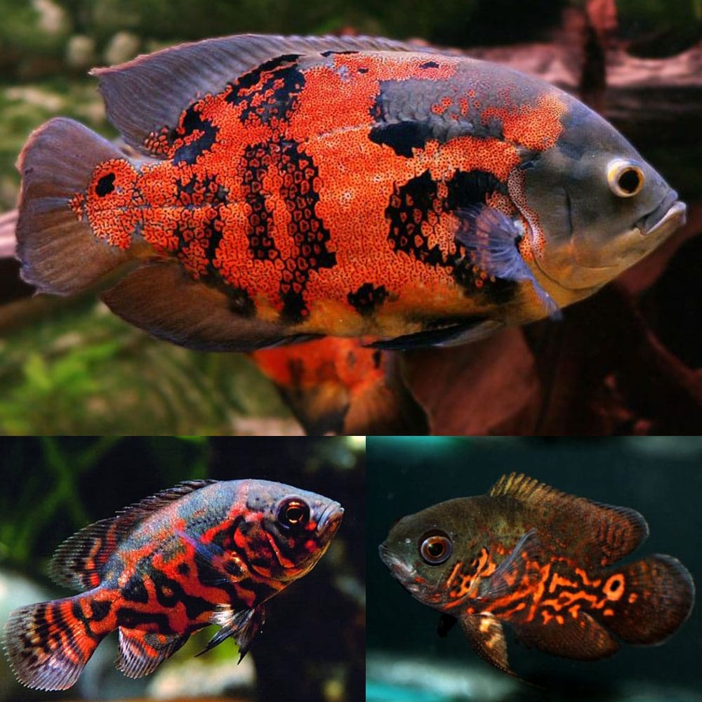 Red Tiger Oscar 2"+