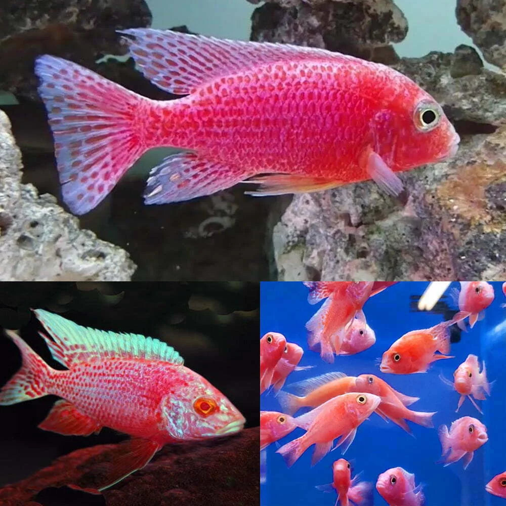 Strawberry Peacock Cichlid (Aulonocara sp.)