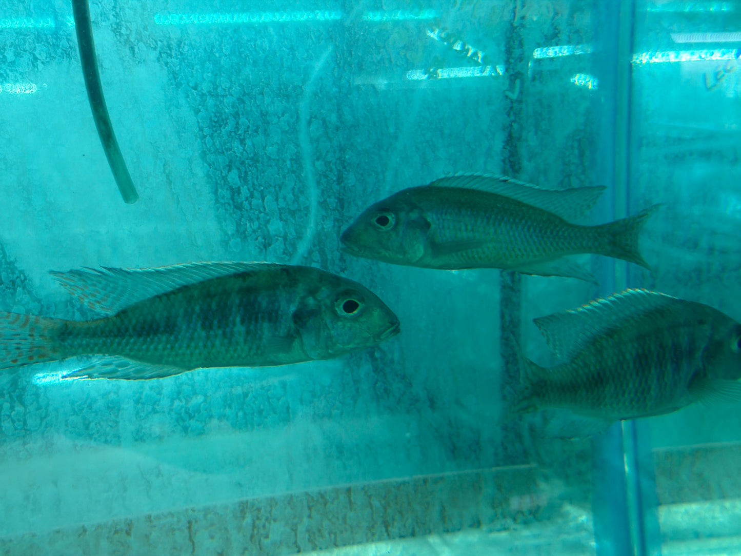 Tramitichromis intermedius