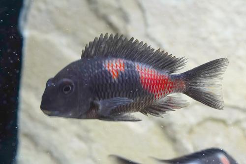 Tropheus moorii "Cherry-Spot" (Bulu Point)