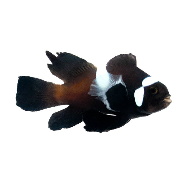 Black Domino Roundtail Longfin (Amphiprion ocellaris)