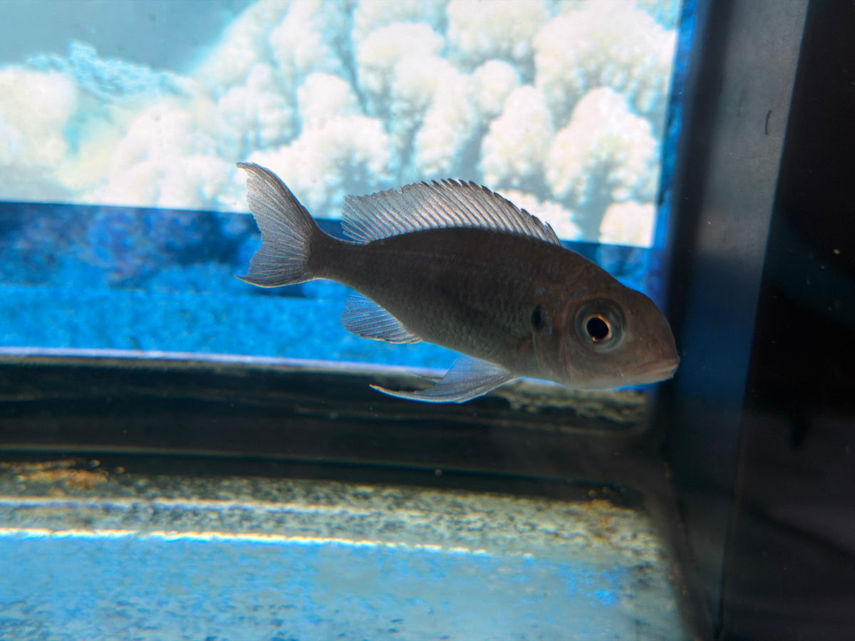 Ophthalmotilapia Ventralis Orange kasanga