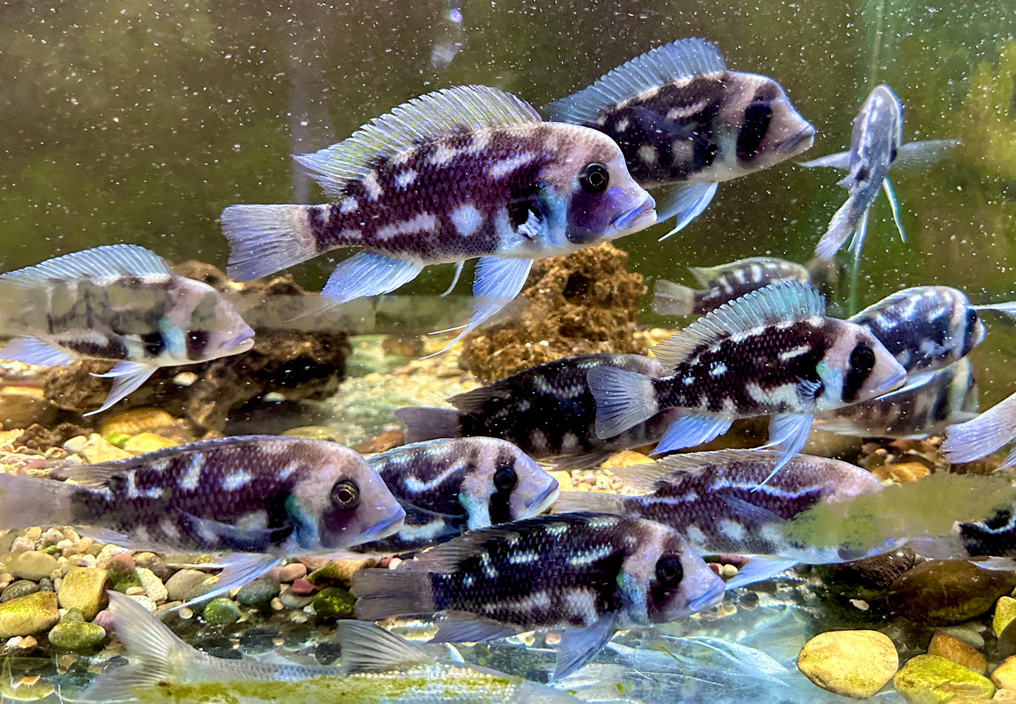 FRONTOSA NIGHT STAR EXTREMELY RARE - NOW LIMITED QUANTITIES