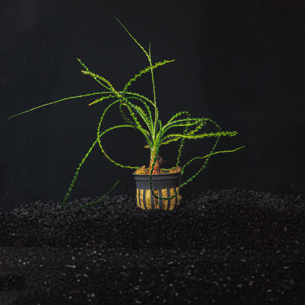 Crinum Calamistratum