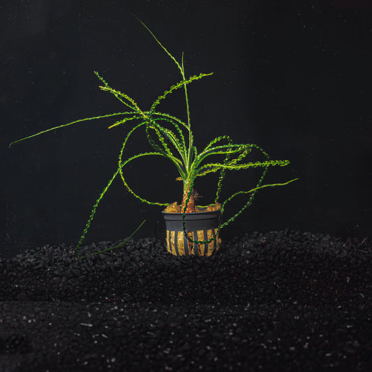 Crinum Calamistratum