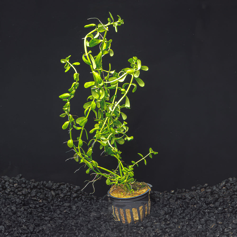 Moneywort | Bacopa Monnieri