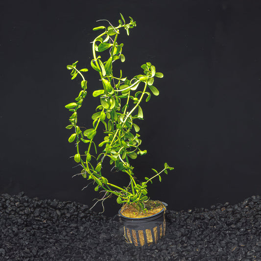 Moneywort | Bacopa Monnieri
