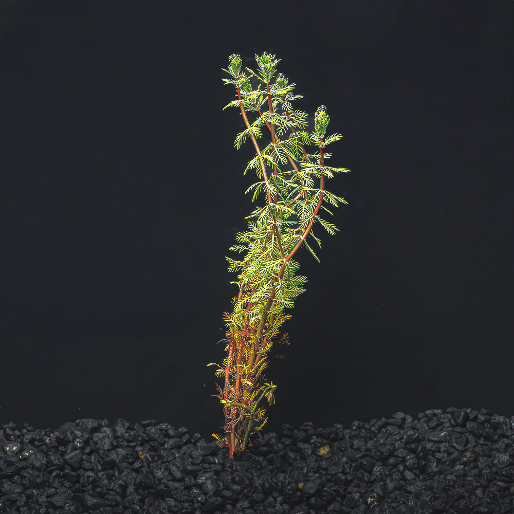 Dwarf Red Parrot's Feather