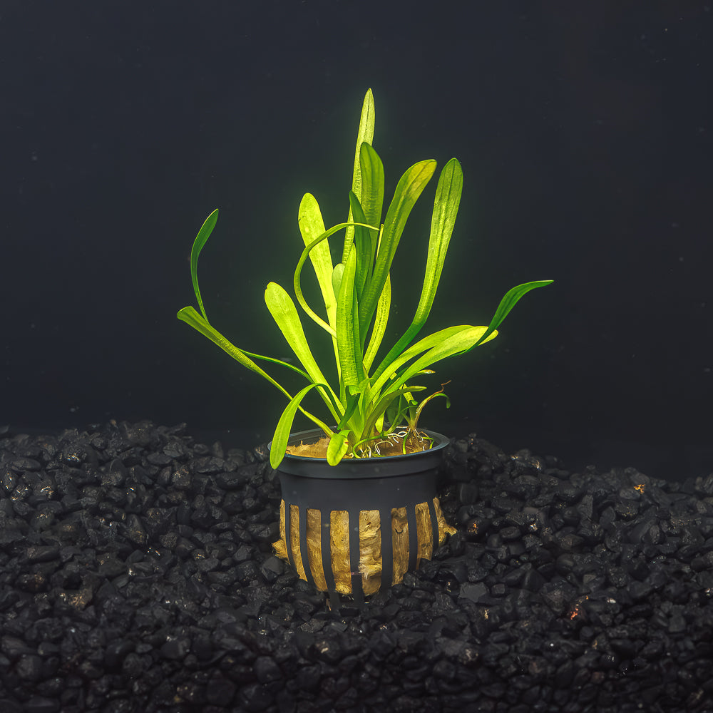 Dwarf Sagittaria | Easy Carpeting Aquarium Plant