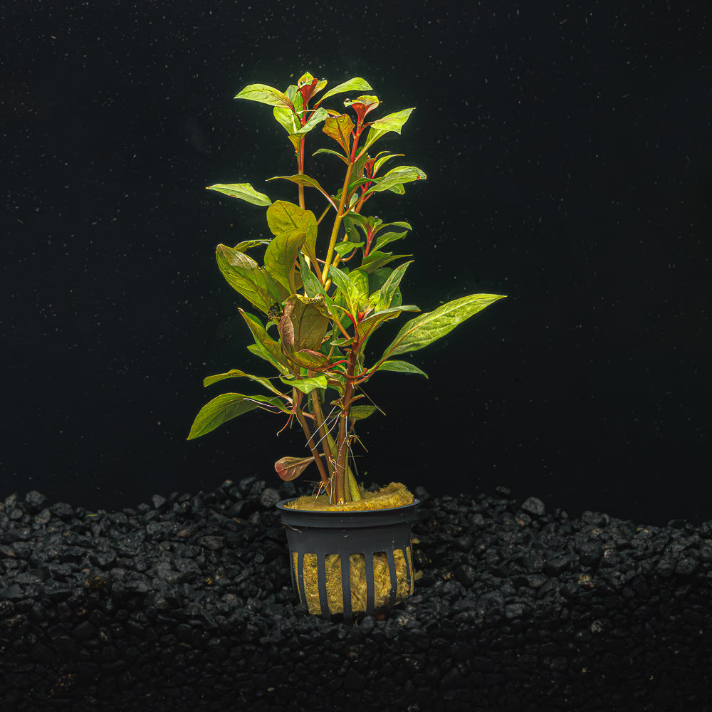 Ludwigia Dark Red